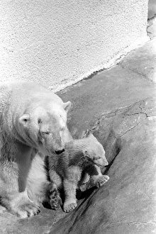 Polar Bears at Bristol Zoo. April 1975 75-2068-009 Polar Bears at Bristol Zoo. April 1975 75-2068-009