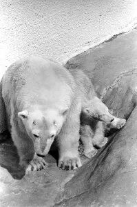 Polar Bears at Bristol Zoo. April 1975 75-2068-010 Polar Bears at Bristol Zoo. April 1975 75-2068-010
