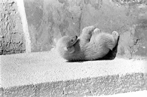 Polar Bears at Bristol Zoo. April 1975 75-2068-011 Polar Bears at Bristol Zoo. April 1975 75-2068-011