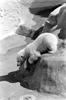 Polar Bears at Bristol Zoo. April 1975 75-2068-012 Polar Bears at Bristol Zoo. April 1975 75-2068-012