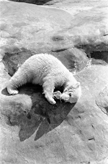 Polar Bears at Bristol Zoo. April 1975 75-2068-013 Polar Bears at Bristol Zoo. April 1975 75-2068-013