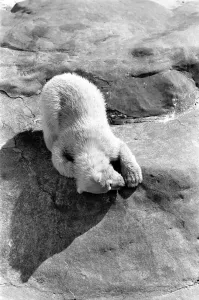 Polar Bears at Bristol Zoo. April 1975 75-2068-014 Polar Bears at Bristol Zoo. April 1975 75-2068-014