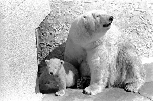 Polar Bears at Bristol Zoo. April 1975 75-2068-015 Polar Bears at Bristol Zoo. April 1975 75-2068-015