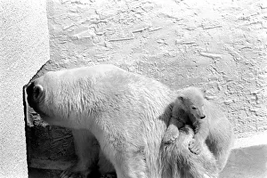 Polar Bears at Bristol Zoo. April 1975 75-2068-016 Polar Bears at Bristol Zoo. April 1975 75-2068-016