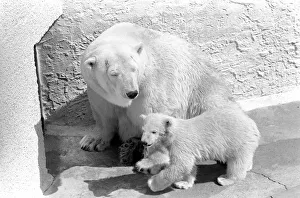 Polar Bears at Bristol Zoo. April 1975 75-2068-017 Polar Bears at Bristol Zoo. April 1975 75-2068-017
