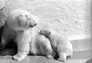 Polar Bears at Bristol Zoo. April 1975 75-2068-018 Polar Bears at Bristol Zoo. April 1975 75-2068-018