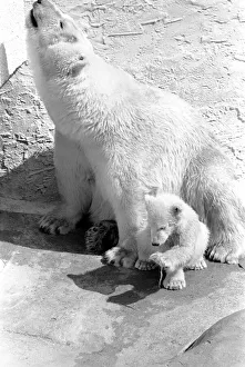 Polar Bears at Bristol Zoo. April 1975 75-2068-019 Polar Bears at Bristol Zoo. April 1975 75-2068-019