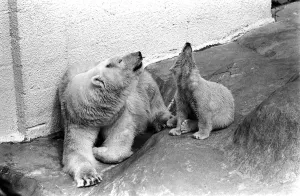 Polar Bears at Bristol Zoo. April 1975 75-2068-020 Polar Bears at Bristol Zoo. April 1975 75-2068-020