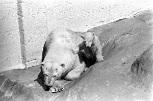 Polar Bears at Bristol Zoo. April 1975 75-2068-021 Polar Bears at Bristol Zoo. April 1975 75-2068-021