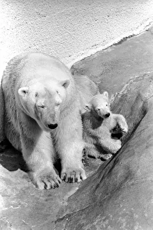 Polar Bears at Bristol Zoo. April 1975 75-2068-022 Polar Bears at Bristol Zoo. April 1975 75-2068-022