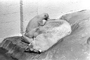 Polar Bears at Bristol Zoo. April 1975 75-2068-023 Polar Bears at Bristol Zoo. April 1975 75-2068-023