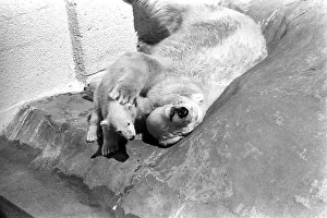 Polar Bears at Bristol Zoo. April 1975 75-2068-024 Polar Bears at Bristol Zoo. April 1975 75-2068-024