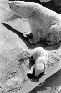 Polar Bears at Bristol Zoo. April 1975 75-2068-025 Polar Bears at Bristol Zoo. April 1975 75-2068-025
