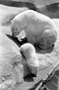 Polar Bears at Bristol Zoo. April 1975 75-2068 Polar Bears at Bristol Zoo. April 1975 75-2068