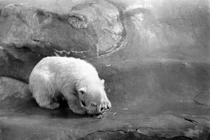 Polar Bears at Bristol Zoo. April 1975 75-2224-001 Polar Bears at Bristol Zoo. April 1975 75-2224-001
