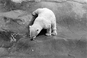 Polar Bears at Bristol Zoo. April 1975 75-2224-002 Polar Bears at Bristol Zoo. April 1975 75-2224-002