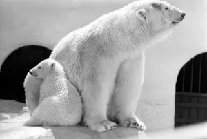 Polar Bears at Bristol Zoo. April 1975 75-2224-004 Polar Bears at Bristol Zoo. April 1975 75-2224-004