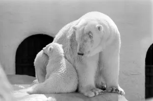 Polar Bears at Bristol Zoo. April 1975 75-2224-005 Polar Bears at Bristol Zoo. April 1975 75-2224-005