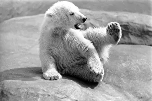 Polar Bears at Bristol Zoo. April 1975 75-2224-006 Polar Bears at Bristol Zoo. April 1975 75-2224-006
