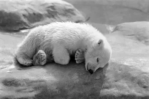 Polar Bears at Bristol Zoo. April 1975 75-2224-008 Polar Bears at Bristol Zoo. April 1975 75-2224-008