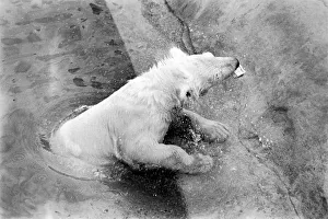 Polar Bears at Bristol Zoo. April 1975 75-2224-009 Polar Bears at Bristol Zoo. April 1975 75-2224-009