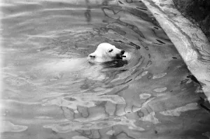 Polar Bears at Bristol Zoo. April 1975 75-2224-010 Polar Bears at Bristol Zoo. April 1975 75-2224-010