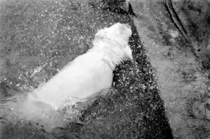 Polar Bears at Bristol Zoo. April 1975 75-2224-012 Polar Bears at Bristol Zoo. April 1975 75-2224-012