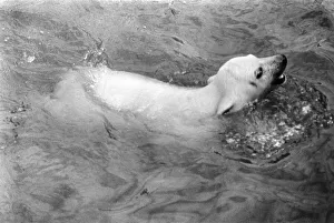 Polar Bears at Bristol Zoo. April 1975 75-2224-013 Polar Bears at Bristol Zoo. April 1975 75-2224-013