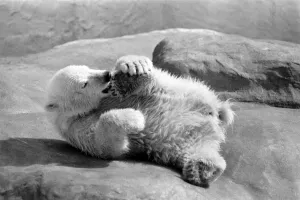 Polar Bears at Bristol Zoo. April 1975 75-2224 Polar Bears at Bristol Zoo. April 1975 75-2224