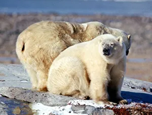 Polar Bears at Churchill on the Hudson Bay October 1971 Polar Bears at Churchill on the Hudson Bay October 1971