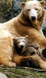 Polar bears at Edinburgh Zoo Ahoto four month old polar bear with mum eleven year old Polar bears at Edinburgh Zoo Ahoto four month old polar bear with mum eleven year old