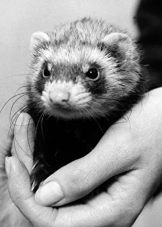 Polecat ferret found in South London December 1974 Being held by a vet Polecat ferret found in South London December 1974 Being held by a vet