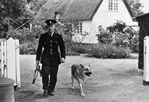 A police dog with handler in Cambridge, 1965 A police dog with handler in Cambridge, 1965