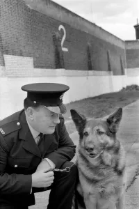 Police: Dog major with handler Gerald Ewing. March 1975 75-01234-004 Police: Dog major with handler Gerald Ewing. March 1975 75-01234-004