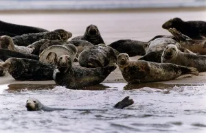 Pollution-suffering seals in Dee Estuary off the Chashire coast September 1992 Pollution-suffering seals in Dee Estuary off the Chashire coast September 1992