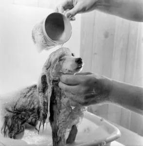 Poodle owned by Miss Marilyn Willis seen here getting the full beauty treatment Poodle owned by Miss Marilyn Willis seen here getting the full beauty treatment