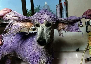 Poodle stands in bath whilst being dyed purple Poodle stands in bath whilst being dyed purple