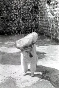 Poodle wearing a shower cap to keep her ears dry April 1975 75-2226-005 Poodle wearing a shower cap to keep her ears dry April 1975 75-2226-005