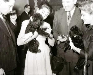 Poodles drinking tea at a birthday party for a fellow poodle dog January 1955 Poodles drinking tea at a birthday party for a fellow poodle dog January 1955