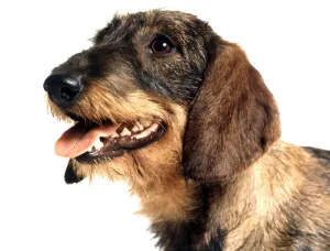 portrait of a dachshund dog june 1987 animal animals pet pets domestic portrait of a dachshund dog june 1987 animal animals pet pets domestic