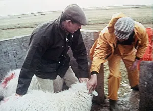 Prince Charles dipping sheep with helper on farm 1992 Prince Charles dipping sheep with helper on farm 1992