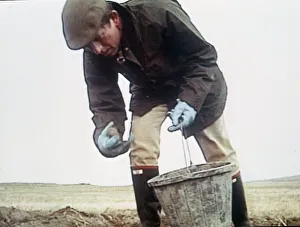 Prince Charles picking potatoes with bucket 1992 Prince Charles picking potatoes with bucket 1992