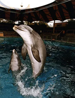 Prince The Dolphin performs infront of empty seat at the Windsor Safari Park Prince The Dolphin performs infront of empty seat at the Windsor Safari Park