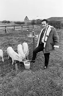 Pub landlord fattens his pigs on beer, New Marske. 1973 Pub landlord fattens his pigs on beer, New Marske. 1973