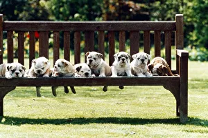 Pug dog puppies all lined up on the Park Bench July 1995 Pug dog puppies all lined up on the Park Bench July 1995