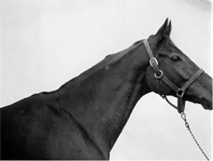 Punters Club offer of Red Rum Mirror colour Nov 1974 picture to the public of Punters Club offer of Red Rum Mirror colour Nov 1974 picture to the public of