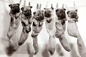 Images Dated 12th June 1983: Six puppies hanging from sock pegged onto a clothes line