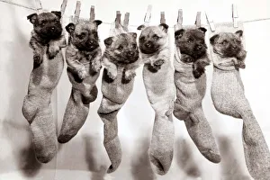 Six puppies hanging from sock pegged onto a clothes line Six puppies hanging from sock pegged onto a clothes line