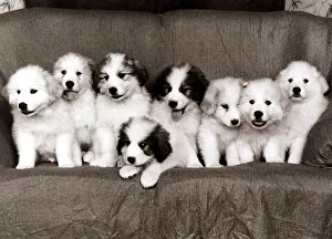 Pyrenean Mountain Dog Puppies - January 1986 8 pups on a sofa A©mirrorpix Pyrenean Mountain Dog Puppies - January 1986 8 pups on a sofa A©mirrorpix