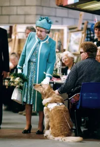 Queen Elizabeth II visits Manchester. The Queen pats a dog at Hopwood Hall Queen Elizabeth II visits Manchester. The Queen pats a dog at Hopwood Hall